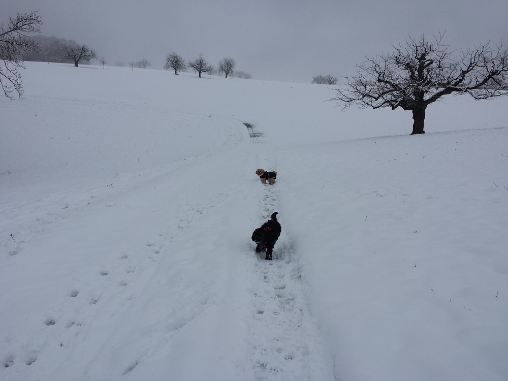 Schnee-Spaziergang in Ammel