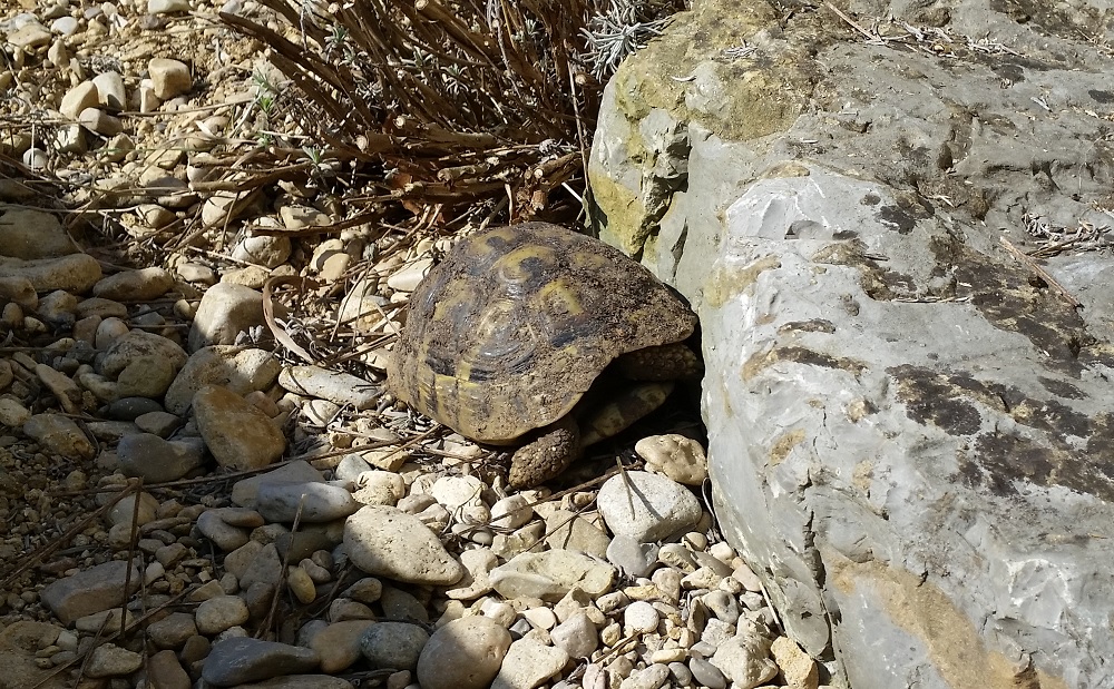 Eine juvenile Schildkröte im Garten