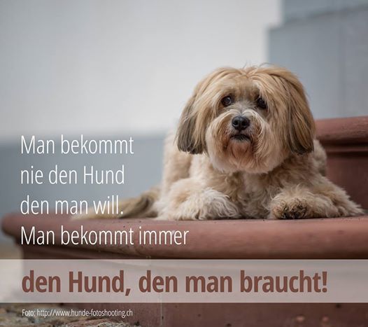 www.hunde-fotoshooting.ch