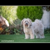 Foto Andreas Trächslin, www.hunde-fotoshooting.ch
