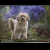 Foto Andreas Trächslin, www.hunde-fotoshooting.ch